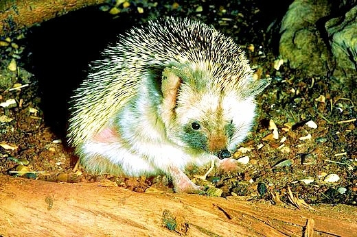 Long-eared hedgehog.jpg