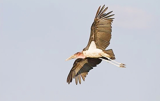 Marabou stork.jpg