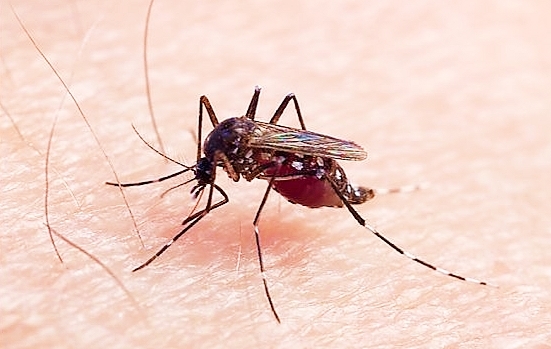 Asian tiger mosquito.jpg