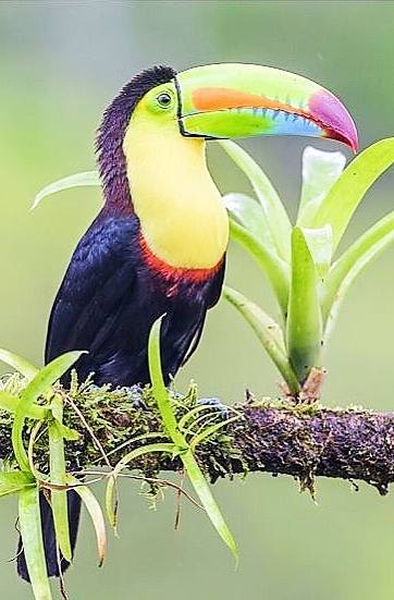 Keel-billed toucan.jpg