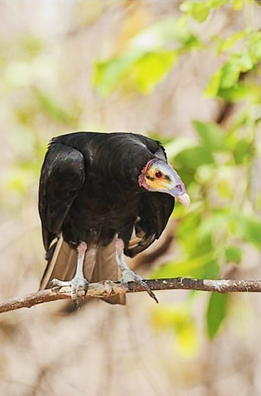 Lesser yellow-headed vulture.jpg