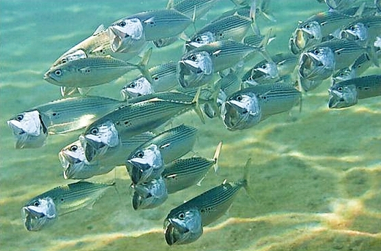 Indian mackerel.jpg