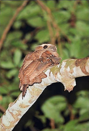 Large frogmouth.jpg