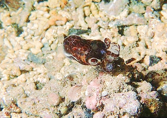 Southern bobtail squid.jpg