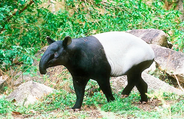 Malayan tapir.jpg