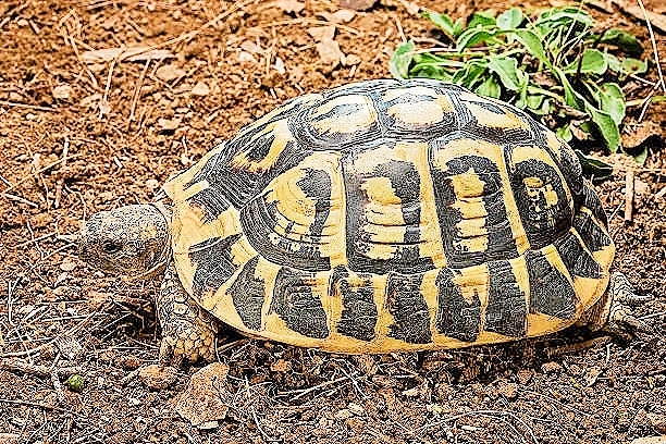 Hermann's tortoise.jpg