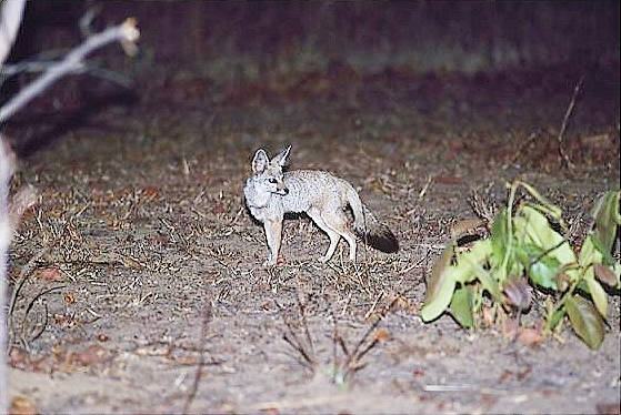 Indian fox.jpg