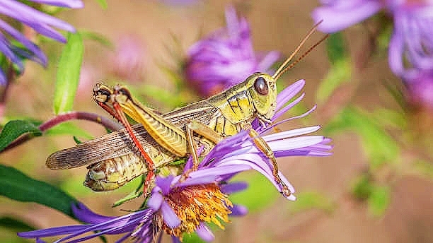 Red-legged grasshopper.jpg