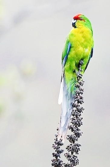 New Caledonian parakeet.jpg
