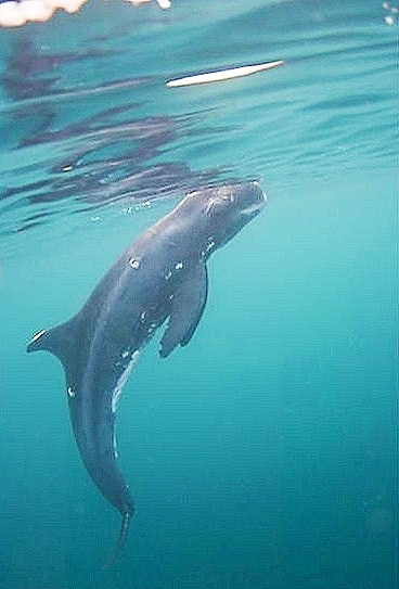 Pygmy killer whale.jpg