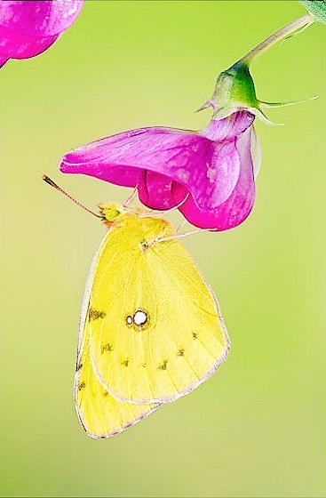 Clouded yellow butterfly.jpg