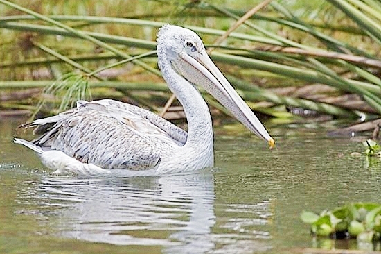 Pink-backed pelican.jpg