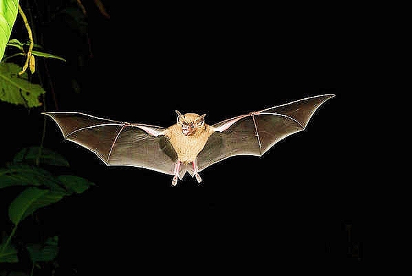 Jamaican fruit-eating bat.jpg