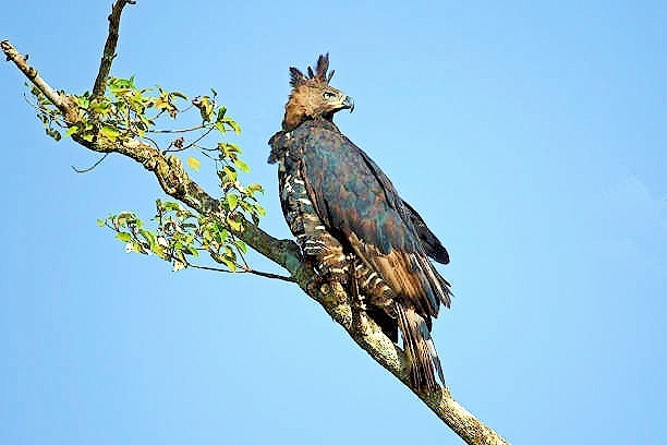 Crowned hawk-eagle.jpg