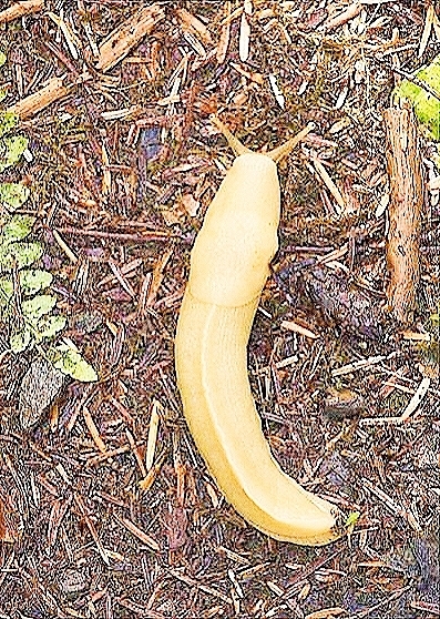 Pacific banana slug.jpg