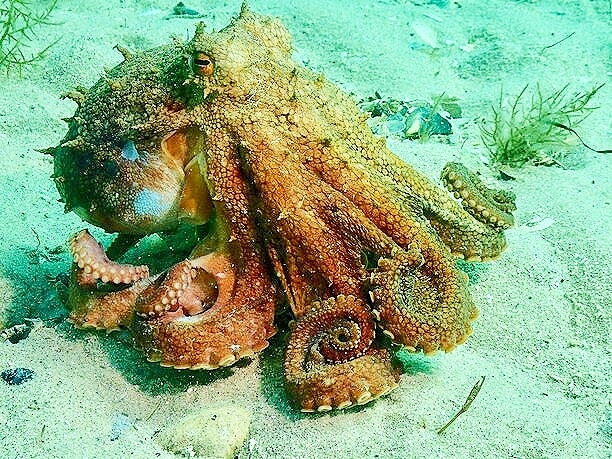 Maori octopus.jpg