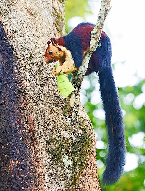 Indian giant squirrel.jpg
