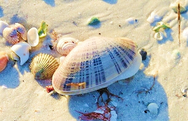 Sunray venus clam.jpg