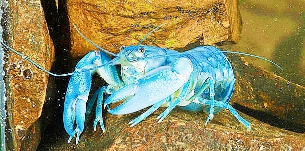 Blue crayfish.jpg
