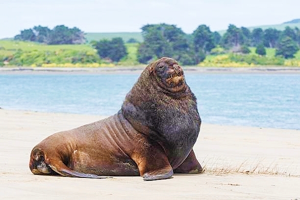 New Zealand sea lion.jpg