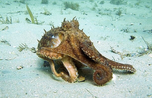 Pale octopus.jpg