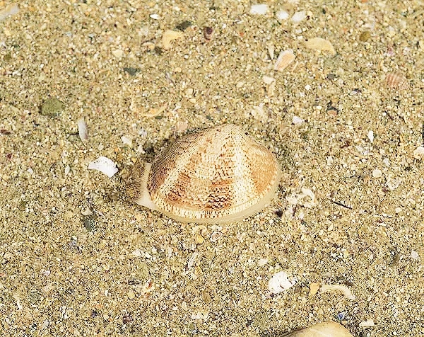 Japanese littleneck clam.jpg