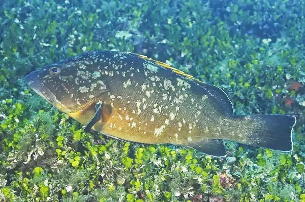Dusky grouper.jpg
