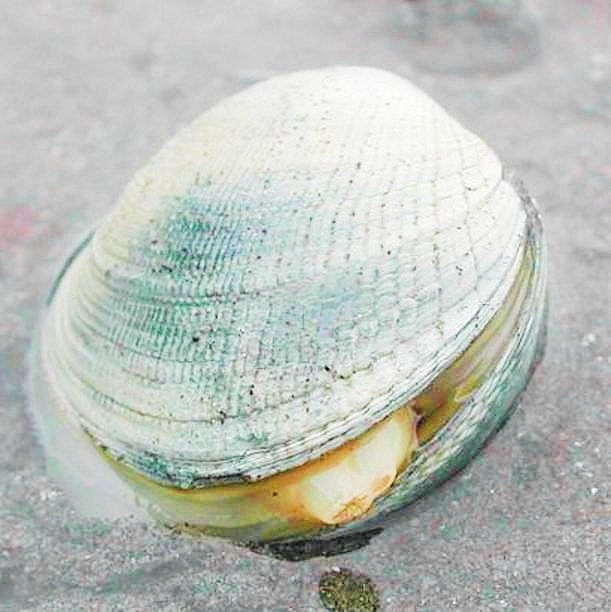 Native littleneck clam.jpg