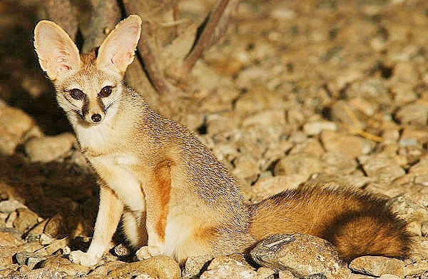 Blanford's fox.jpg