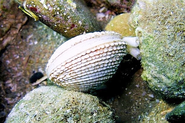 Warty venus clam.jpg