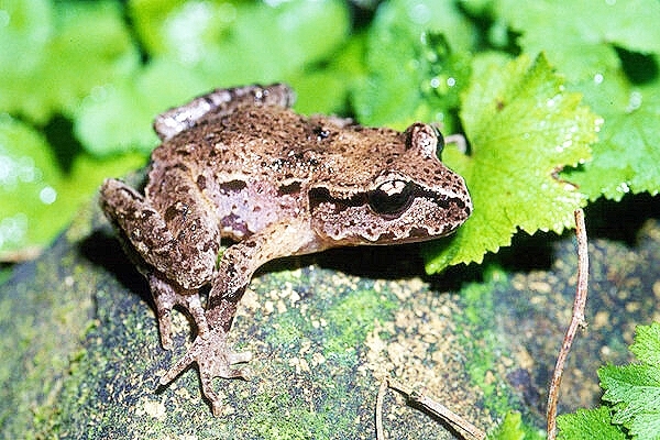 Hamilton's frog.jpg