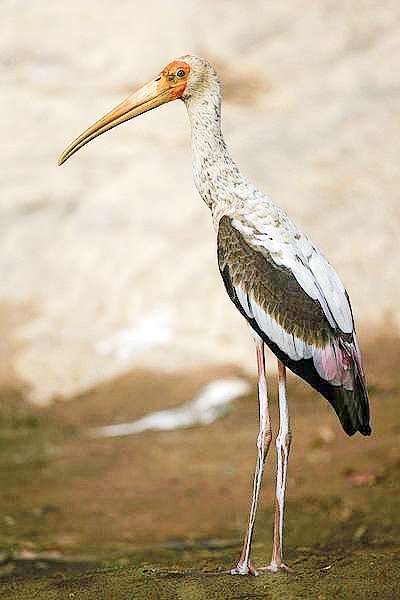 Painted stork.jpg