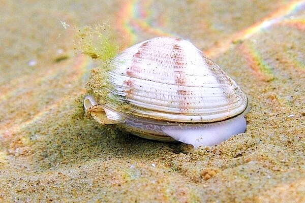 Striped venus clam.jpg