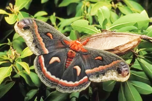 Cecropia moth.jpg