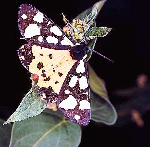 Cream-spot tiger moth.jpg