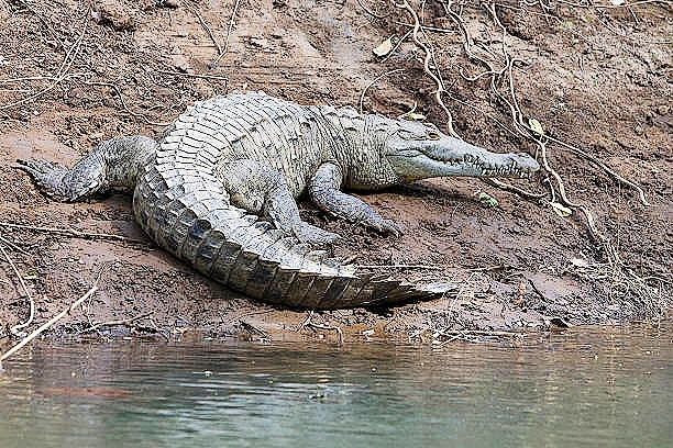 American crocodile.jpg