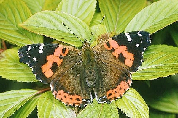 Indian red admiral.jpg