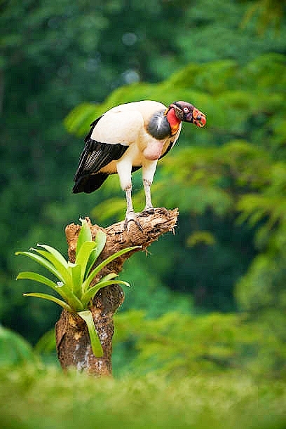 King vulture.jpg