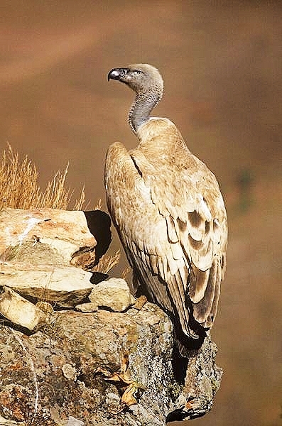 Cape vulture.jpg