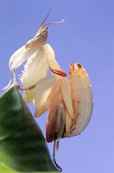 Orchid mantis.jpg