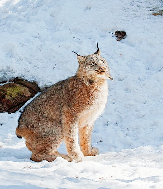 Canada lynx.jpg