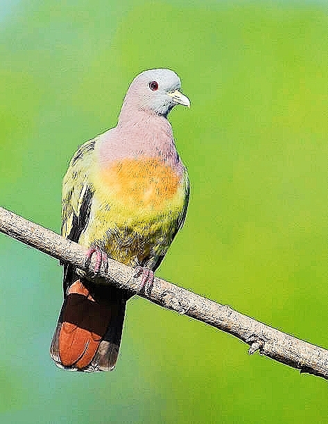 Pink-necked green pigeon.jpg