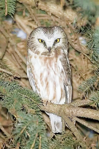 Northern saw-whet owl.jpg