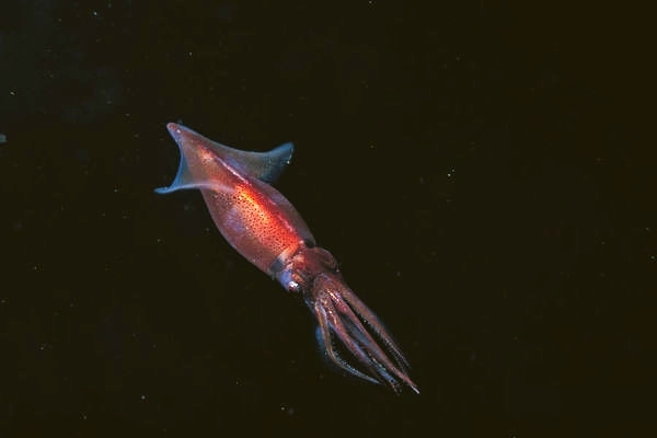 Firefly squid.jpg