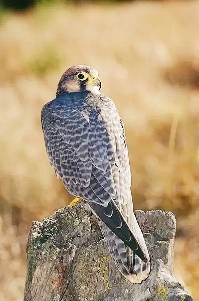 Lanner falcon.jpg