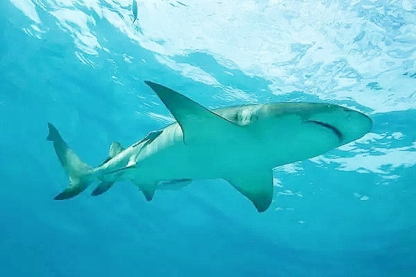 Lemon shark.jpg