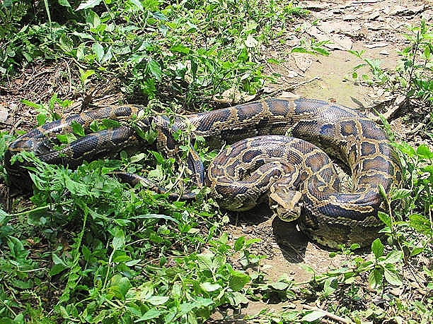Burmese python.jpg