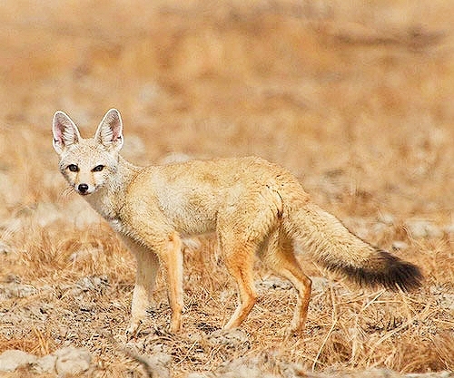 Pale fox.jpg