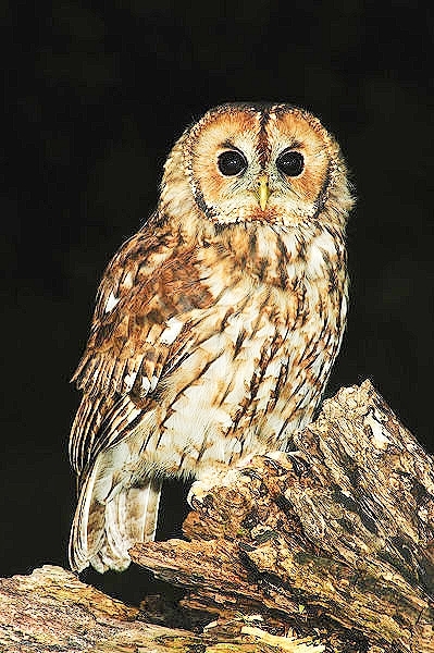 Tawny owl.jpg