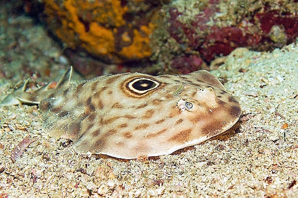 Ocellated electric ray.jpg